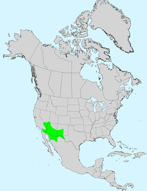 North America species range map for Calycoseris wrightii: Click image for full size map